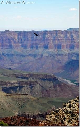 01 Vulture flying over the canyon from Cape Royal NR GRCA NP AZ (640x1024)