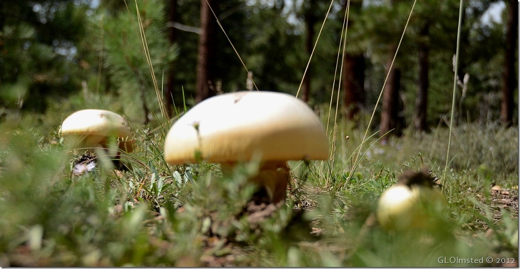 02 Mushrooms in Kaibab NF AZ (1024x529)