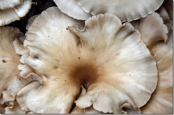 Oyster mushrooms North Rim Grand Canyon National Park Arizona