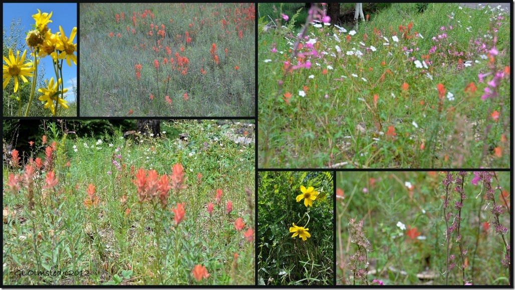 Wildflowers on the Walhalla collage (1024x576)