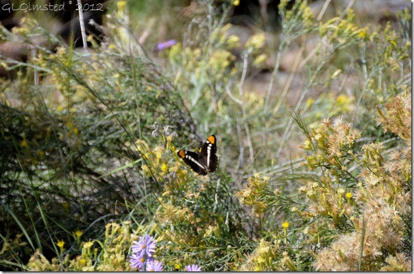 01 Arizona Sister butterfly Walhalla Plateau NR GRCA NP AZ (1024x678)