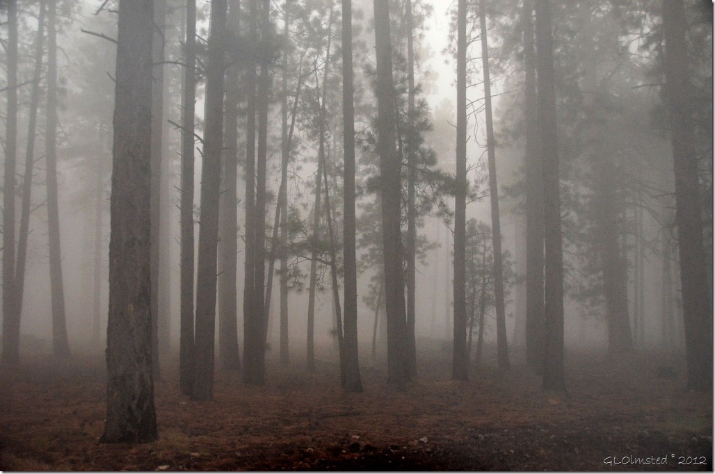 01 Foggy forest from RV window NR GRCA NP AZ (1024x678)