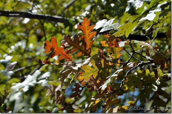 01 Gambel oak leaves turning color NR GRCA NP AZ (1024x678)