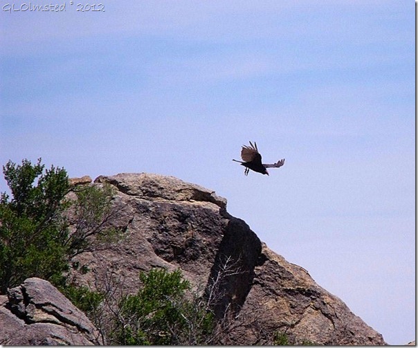 01 Turkey vulture Weaver Mts Yarnell AZ (800x665) (800x665)