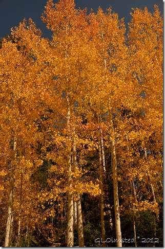 Fall aspen along Kaibab National Forest Arizona