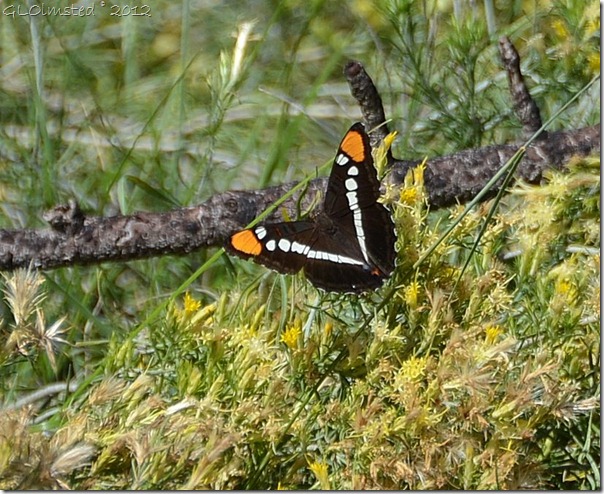04 Arizona Sister butterfly Walhalla Plateau NR GRCA NP AZ (821x671)