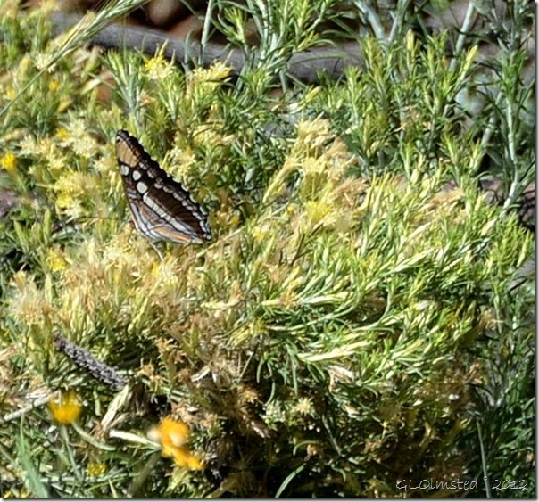 05 Arizona Sister butterfly Walhalla Plateau NR GRCA NP AZ (561x523)
