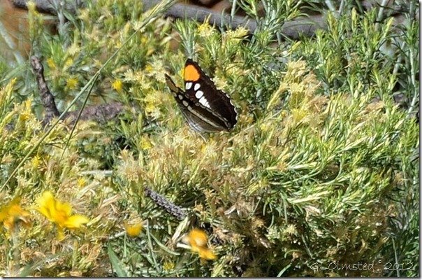 06 Arizona Sister butterfly Walhalla Plateau NR GRCA NP AZ (749x494)