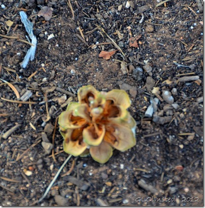 06ec Pinyon pine cone opening to reveal nuts along Cape Royal trail Walhalla Plateau NR GRCA NP AZ (1010x1024)