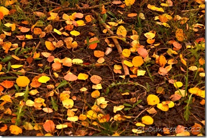 Fall aspen leaves Kaibab National Forest Arizona