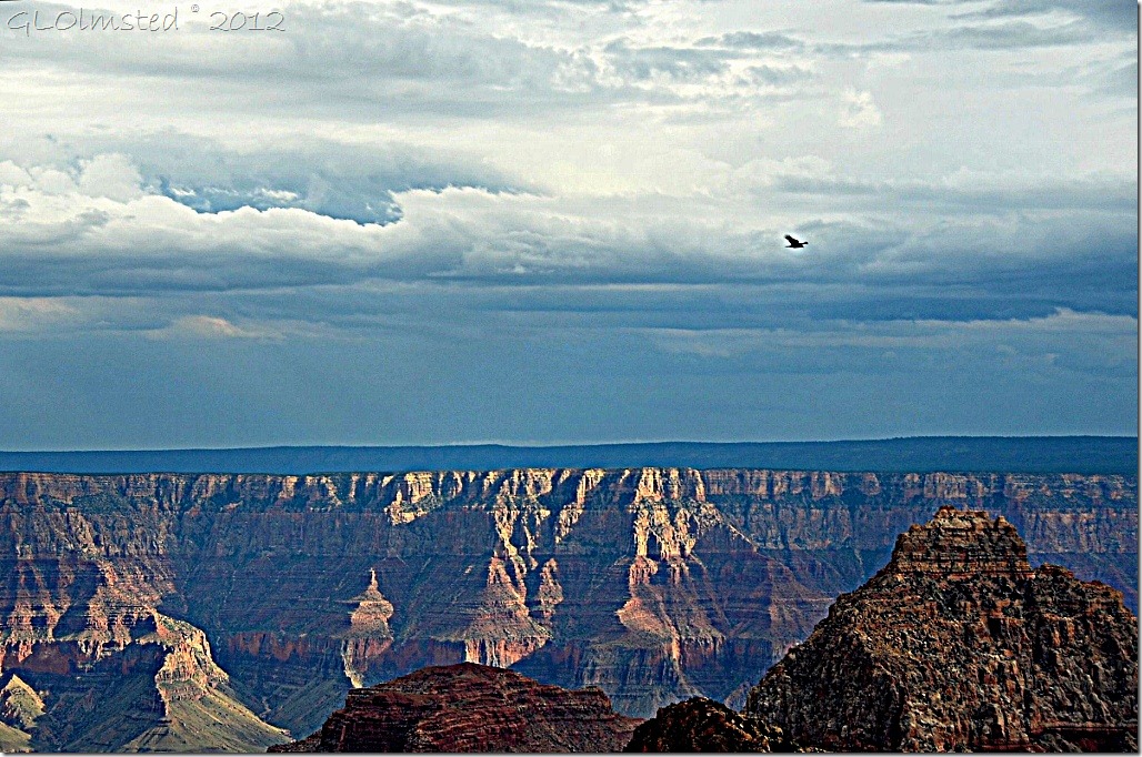 11ehdr Turkey vulture soars over canyon from Walhalla overlook NR GRCA NP AZ (1024x678)
