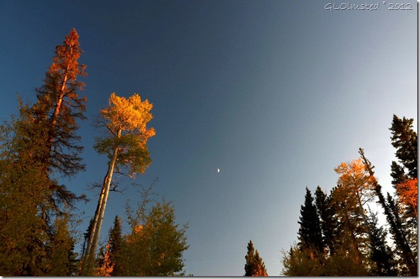 02 Crescent moon hangs over fall colors Kaibab NF AZ (1024x678)
