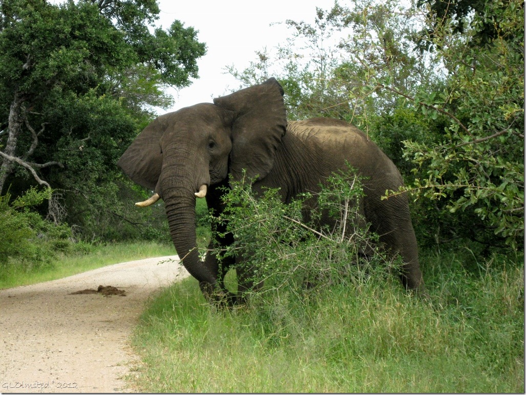05 Elephant Kruger NP Mpumalanga ZA (1024x768)