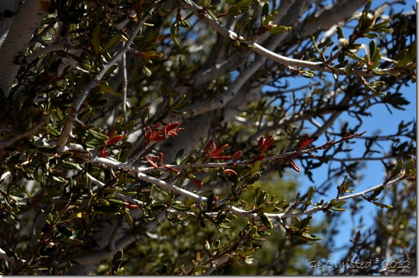 07 Red leaves on the mahogany NR GRCA NP AZ (1024x678)