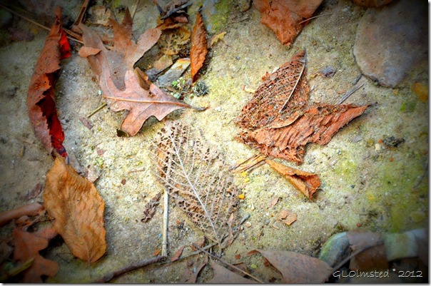 15 Fallen leaves along Kaskaskia trail Starve Rock State Park IL (1024x678)