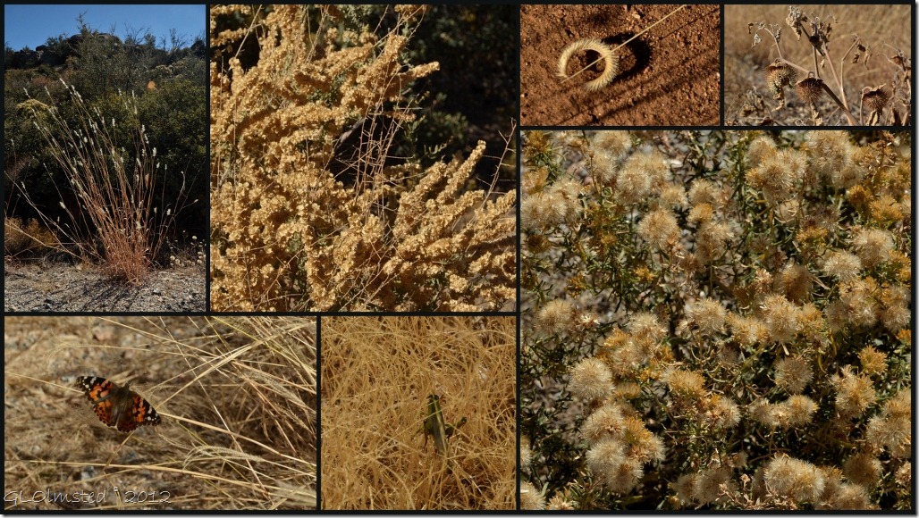 02 Dried plants & critters Weaver Mts Yarnell AZ (1024x576)