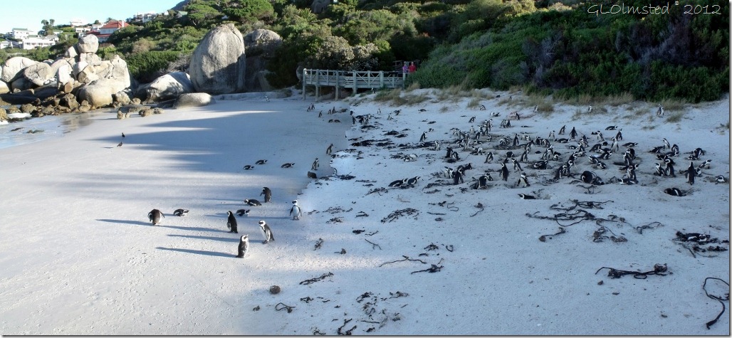 Penguins beach Boulders Table Mountain National Park Cape Peninsula South Africa