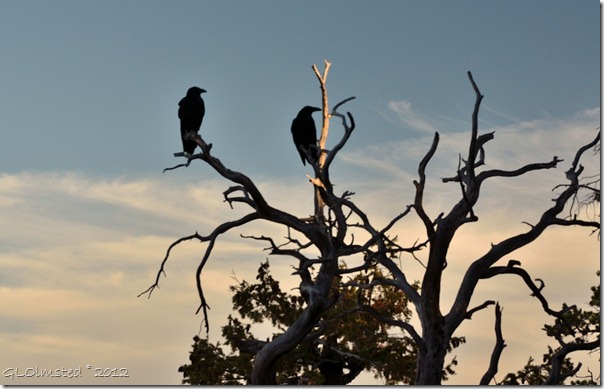 02ec Ravens in snag from Cape Royal trail NR GRCA NP AZ (1024x657)