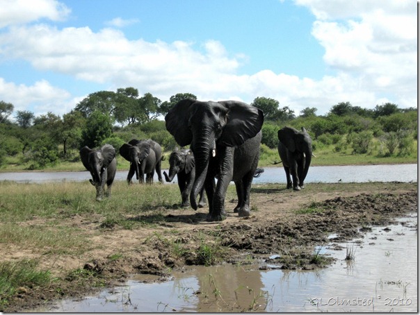 03 Elephants Kruger NP Mpumalanga ZA (1024x768)