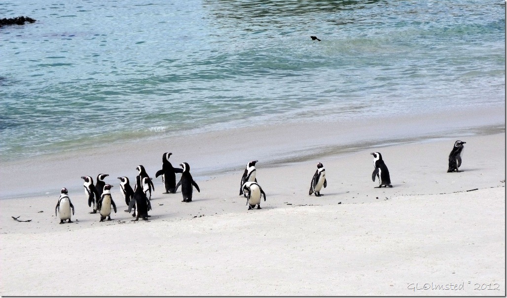 Penguins beach ocean Boulders Table Mountain National Park Simon's Town Cape Peninsula South Africa