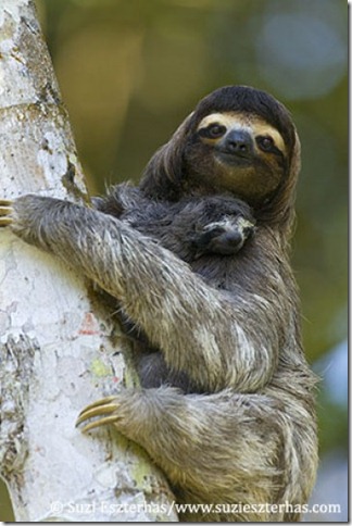 04 3-toed sloth with baby
