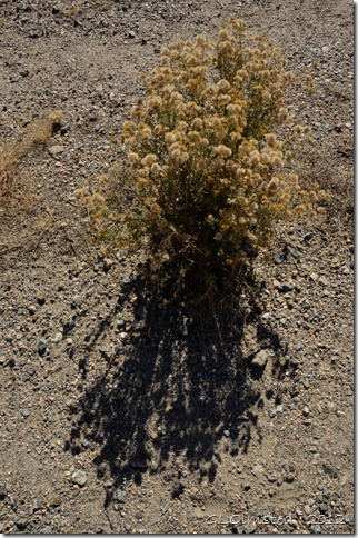04 Plant & shadow Weaver Mts Yarnell AZ (678x1024)