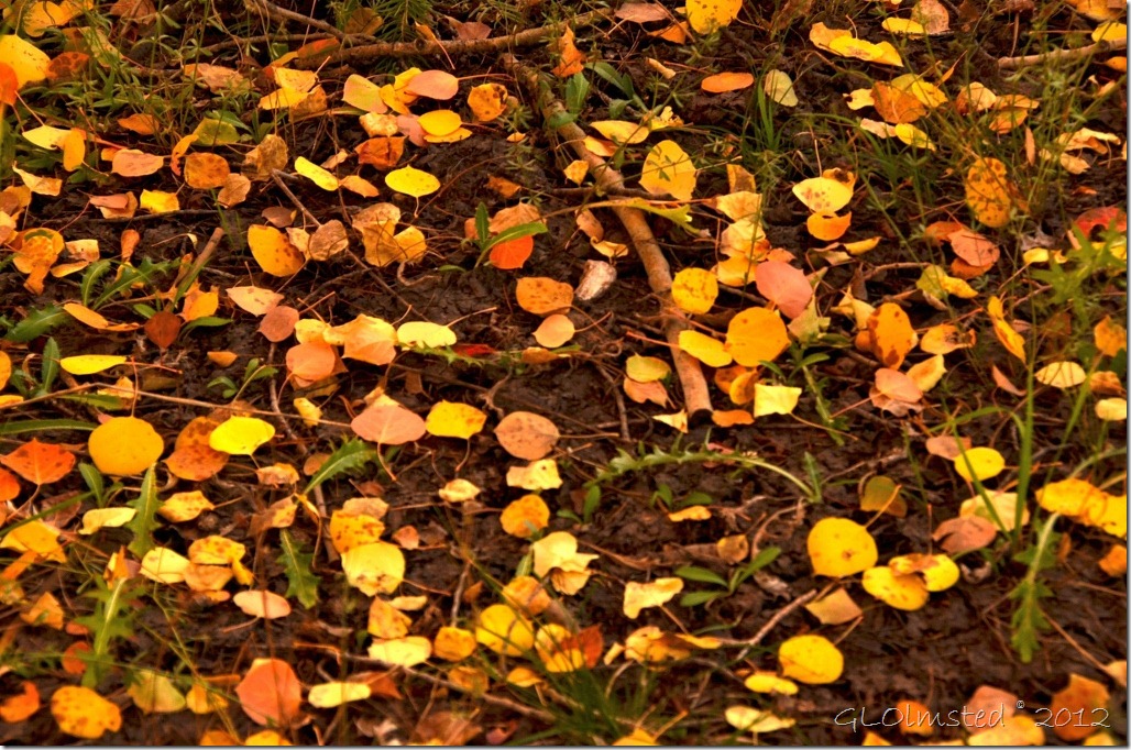 02 Colorful aspen leaves on forest floor along FR610 Kaibab NF AZ (1024x678)