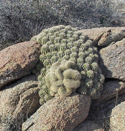 03er 20 Cactus Yarnell AZ (600x800)