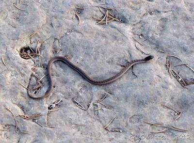 05er 03 Wandering Garter Snake 12-18in BAP trail NR GRCA NP AZ (1024x768)