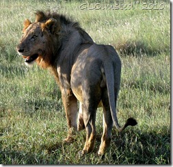 06 Lion Night ride Kruger NP Mpumalanga ZA (800x771)