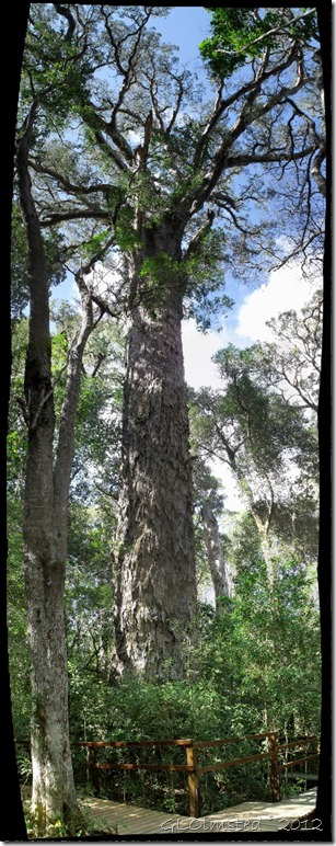 The Big Tree Yellow-wood Tsitsikamma National Park Eastern Cape South Africa