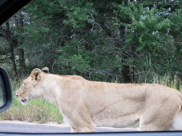 Lioness Kruger NP