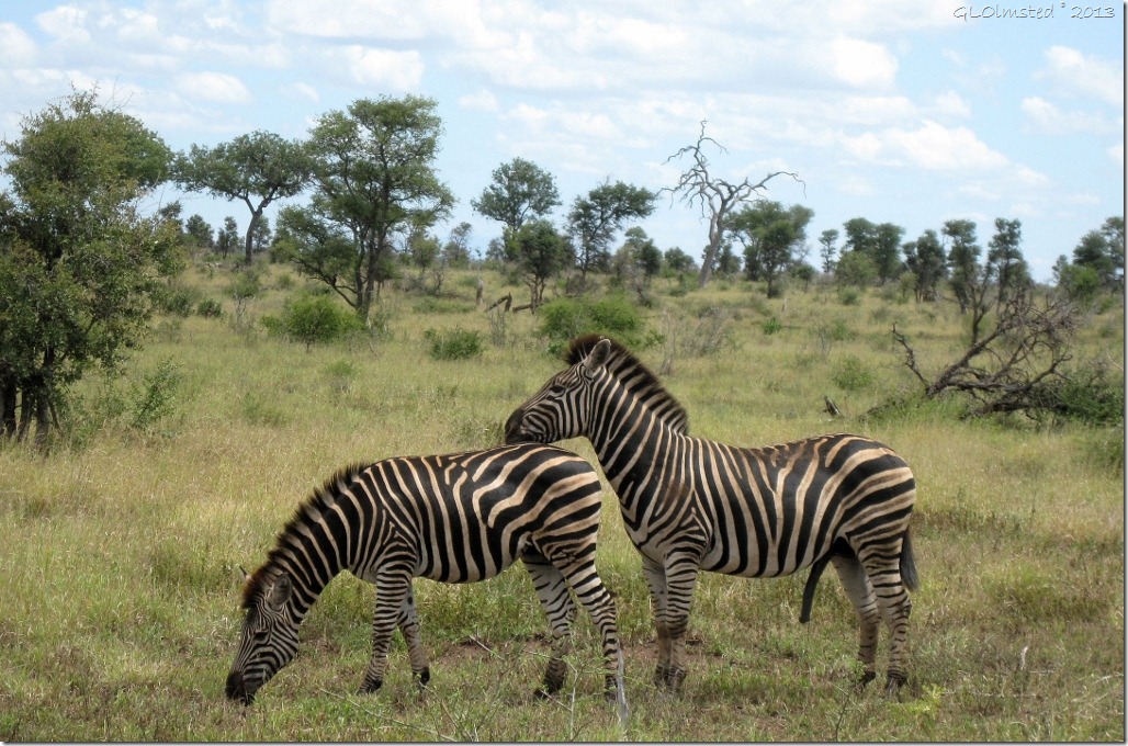Zebra Kruger NP Mpumalanga ZA