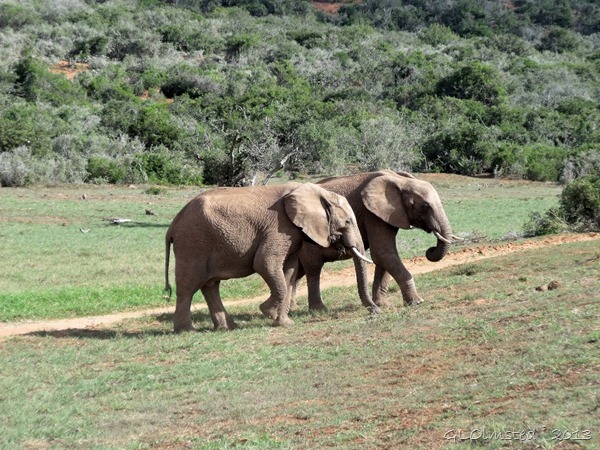 Elephants Addo Elephant NP Eastern Cape South Africa
