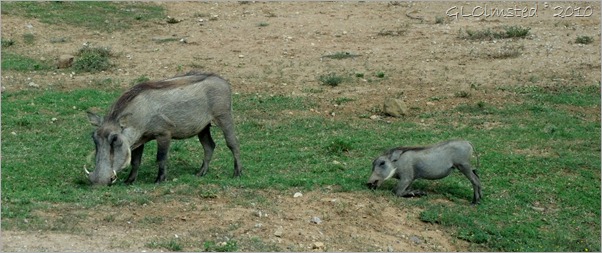 Warthogs Addo Elephant NP