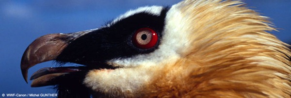 bearded vulture