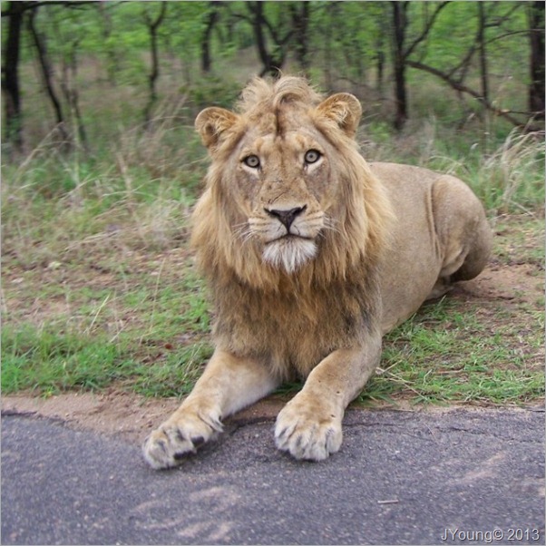 Young Lion Kruger National Park South Africa