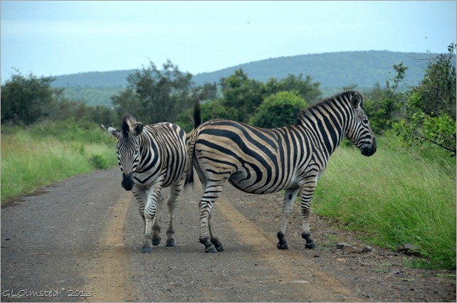 Burchells Zebras Kruger NP SA