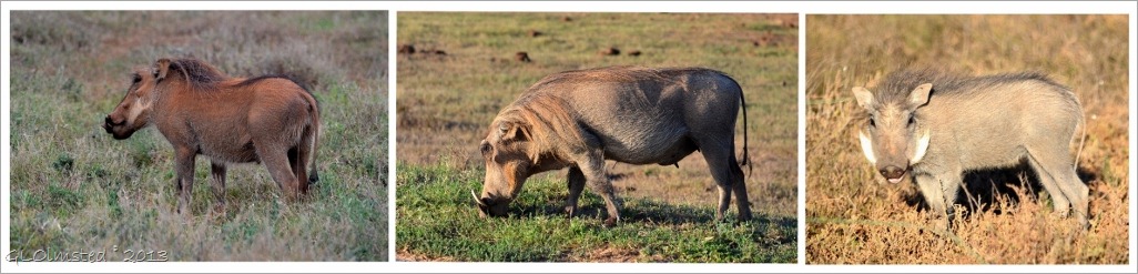 Warthogs at Addo Elephant National Park