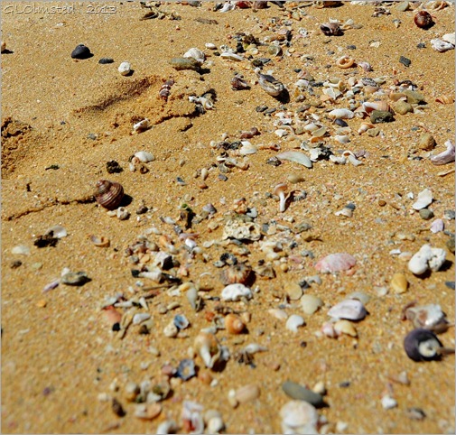 Seashells on Kelly's Beach Eastern Cape South Africa