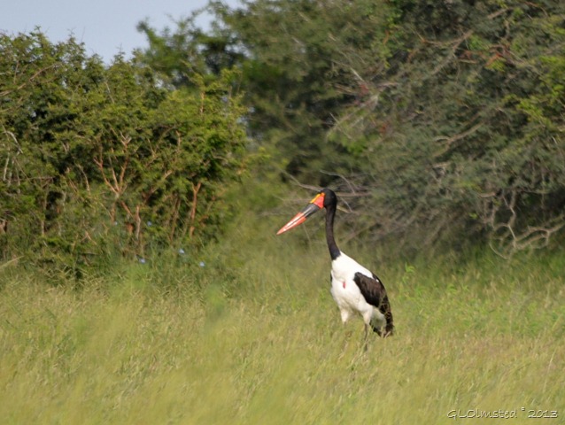 Saddlebill stork Kruger NP SA