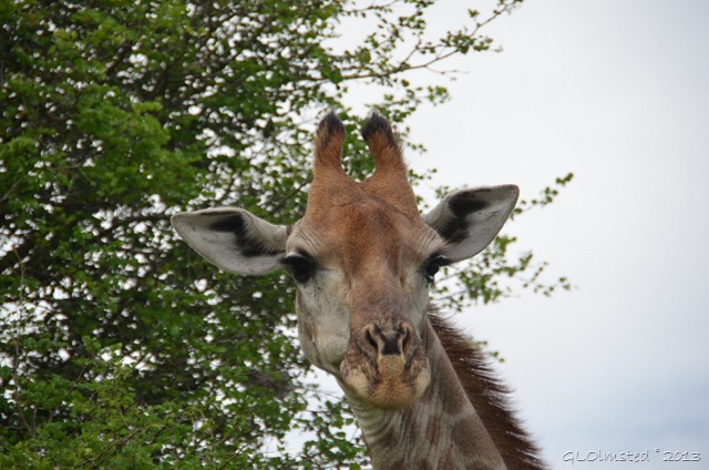 Giraffe Kruger NP SA
