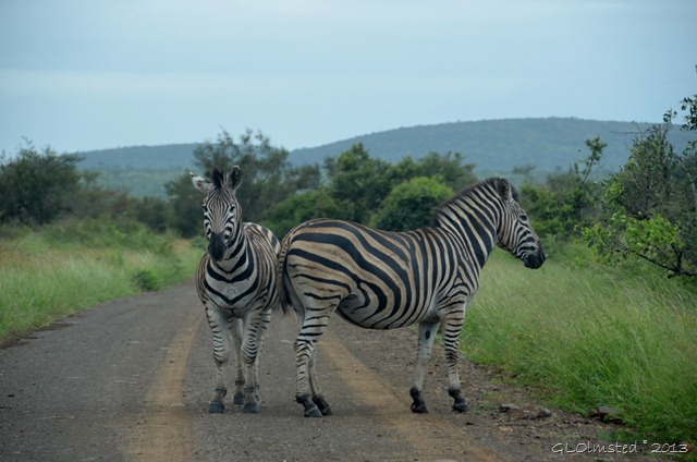 Zebra Kruger NP SA