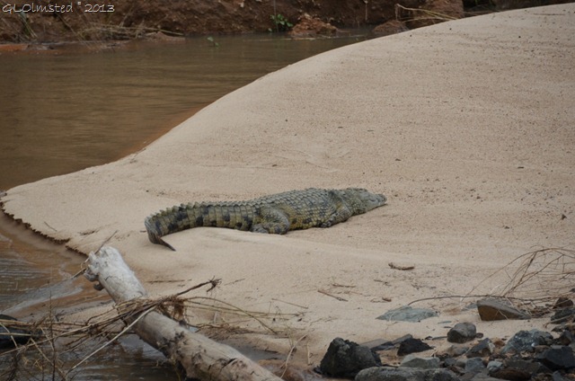 Crocodile Kruger National Park SA