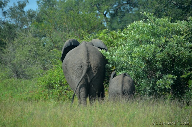 Elephants Kruger NP SA