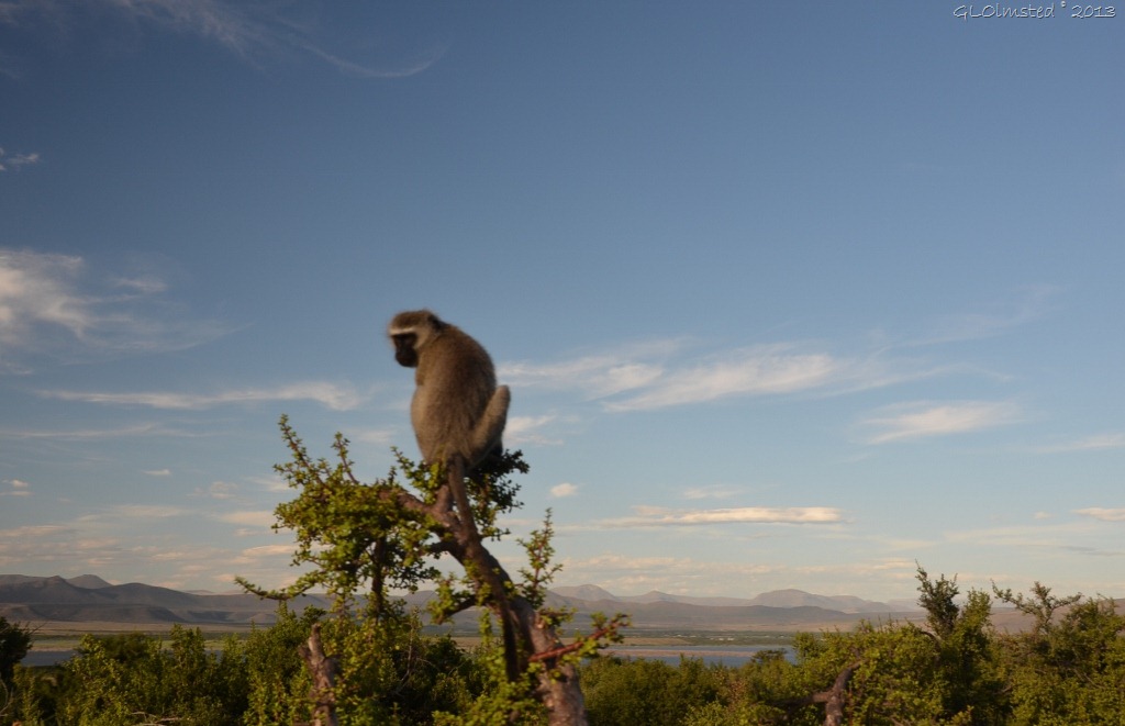 Vervet monkey Camdeboo National Park