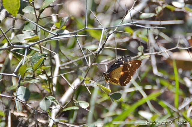 Butterfly along Big Tree trail Wild Spirit Nature's Valley SA