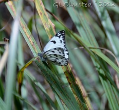 Butterfly Hogsback Arboretum SA