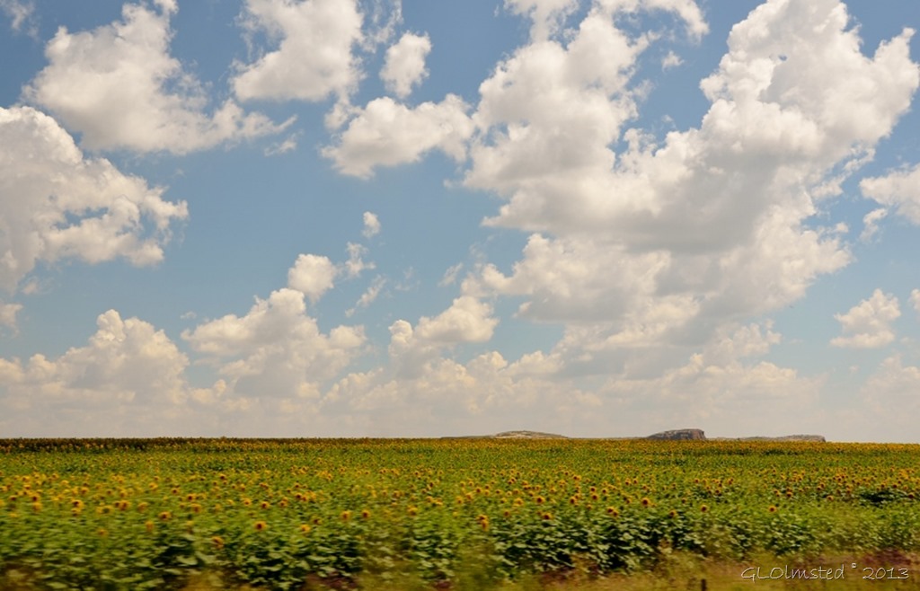 Fields of sunflowers R26 Free State SA