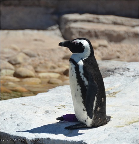 Penguin with missing foot at SAMREC PE SA